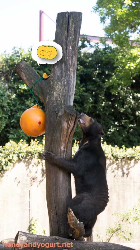 上野動物園 マレーグマ モモコ