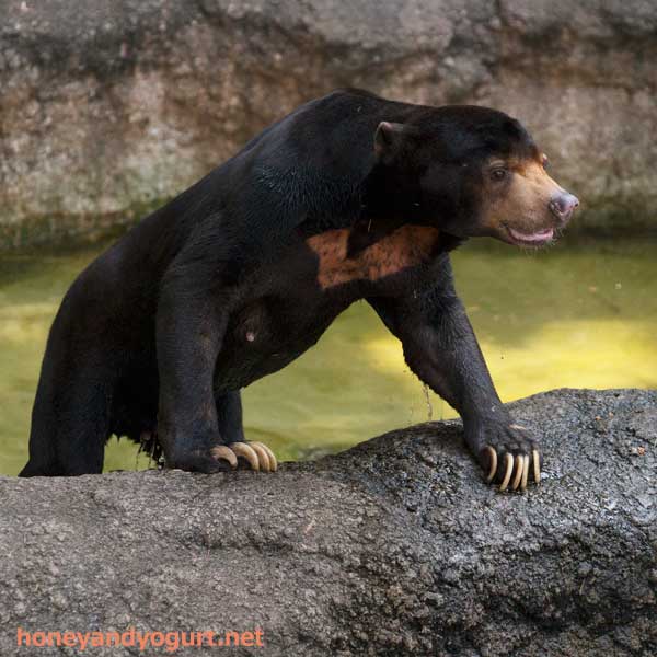 上野動物園　マレーグマ　アズマ