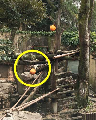 上野動物園　マレーグマ舎