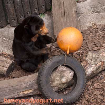 上野動物園　マレーグマ　キョウコ