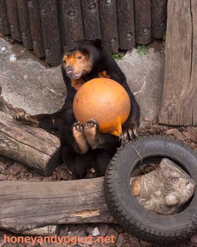 上野動物園　マレーグマ　キョウコ