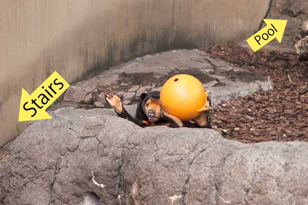 上野動物園　マレーグマ　キョウコ