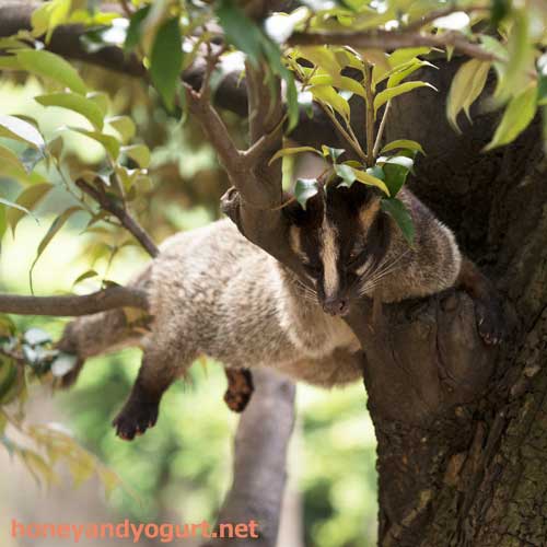 上野動物園　マレーグマ舎