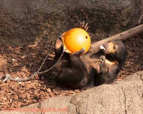 上野動物園　マレーグマ　モモコ
