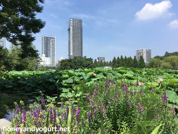 上野動物園　不忍池