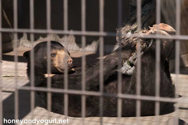 遊亀公園附属動物園 マレーグマ サクラ