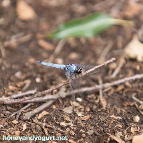 上野動物園　園内