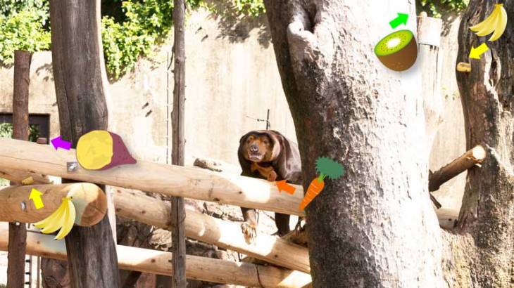 上野動物園　マレーグマ　キョウコ