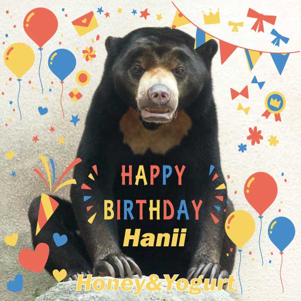 平川動物公園 マレーグマ ハニイ