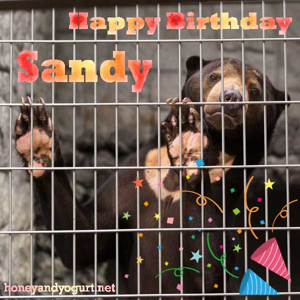 遊亀公園附属動物園　マレーグマ　サンディ