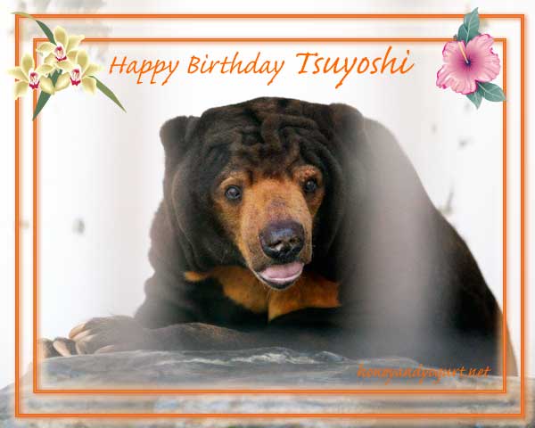 徳山動物園　マレーグマ　ツヨシ