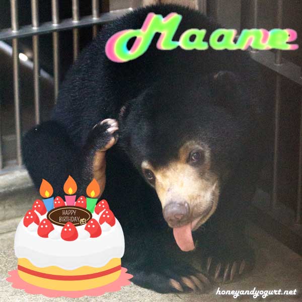 マレーグマ　マーネ