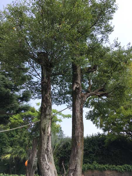上野動物園　マレーグマ舎