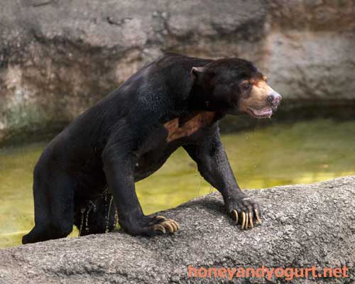 上野動物園　マレーグマ　アズマ