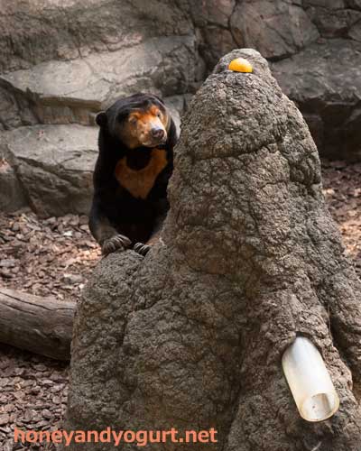上野動物園　マレーグマ　キョウコ