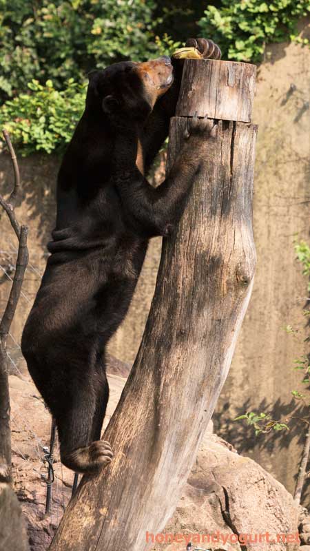 上野動物園　マレーグマ　キョウコ