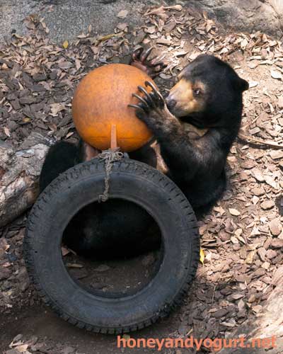 上野動物園　マレーグマ　モモコ