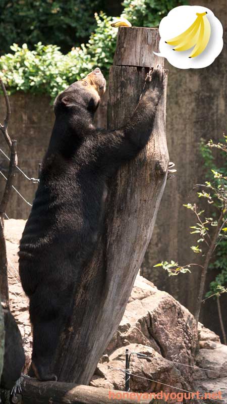 上野動物園　マレーグマ　モモコ