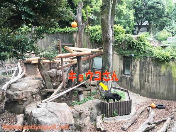 上野動物園 マレーグマ キョウコ