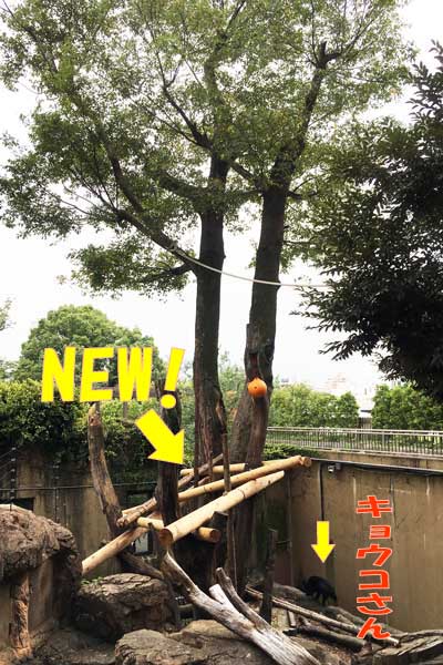 上野動物園 マレーグマ舎