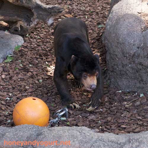 上野動物園　マレーグマ　アズマ