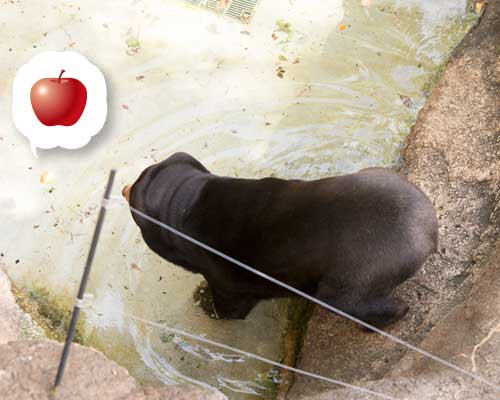 上野動物園　マレーグマ　キョウコ