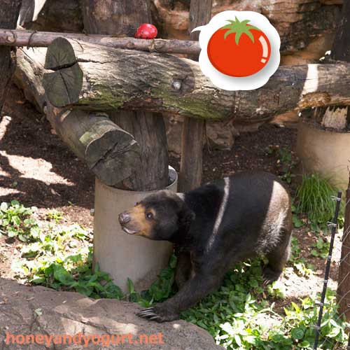 上野動物園　マレーグマ　モモコ