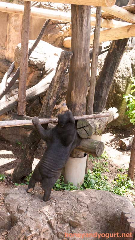 上野動物園　マレーグマ　モモコ