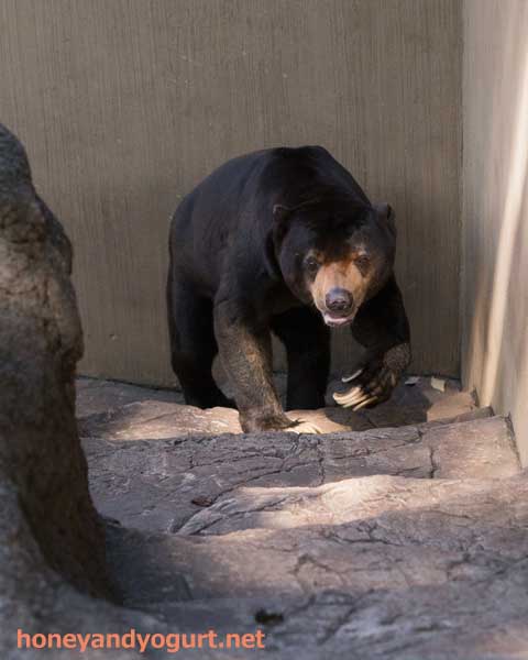 上野動物園 マレーグマ アズマ