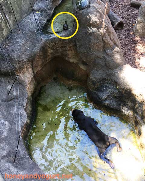 上野動物園 マレーグマ アズマ