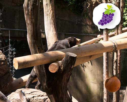 上野動物園 マレーグマ アズマ