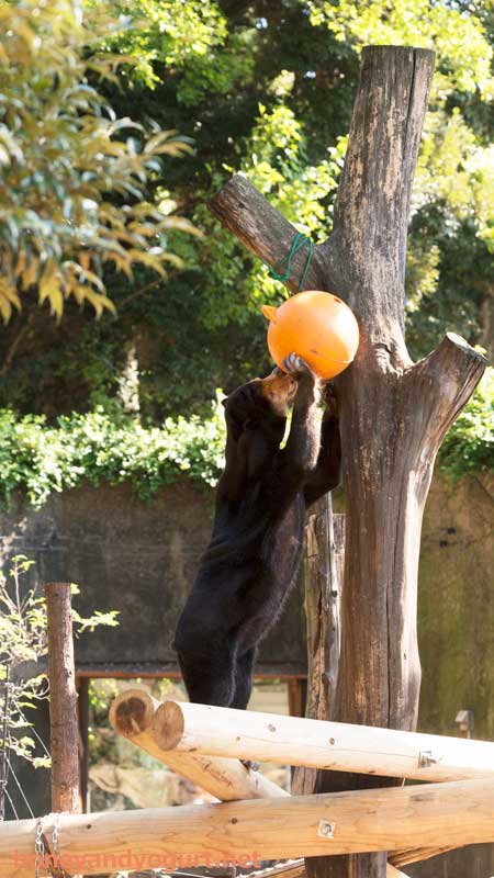 上野動物園 マレーグマ キョウコ