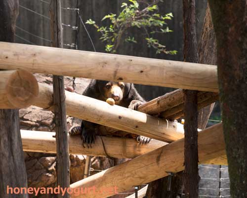 上野動物園 マレーグマ モモコ