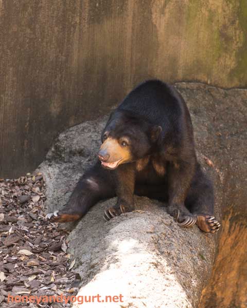 上野動物園 マレーグマ モモコ