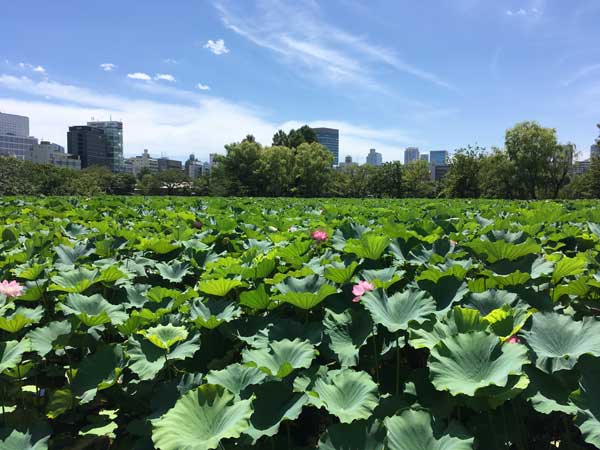 上野動物園　不忍池