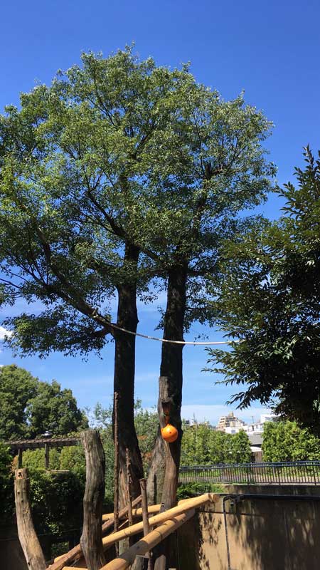 上野動物園　マレーグマ舎