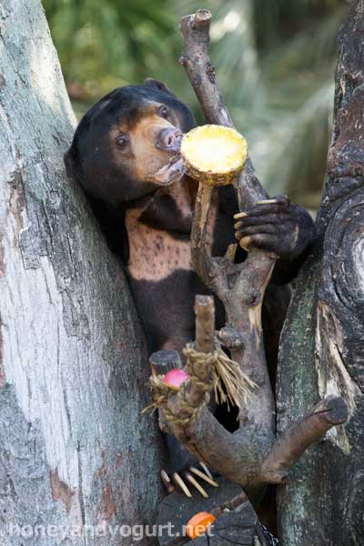 上野動物園　マレーグマ　アズマ