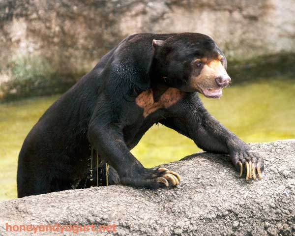 上野動物園　マレーグマ　アズマ