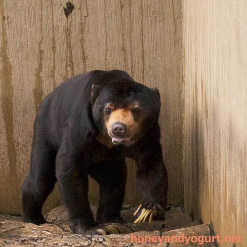 上野動物園 マレーグマ アズマ