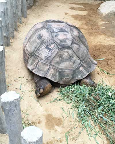 上野動物園 園内