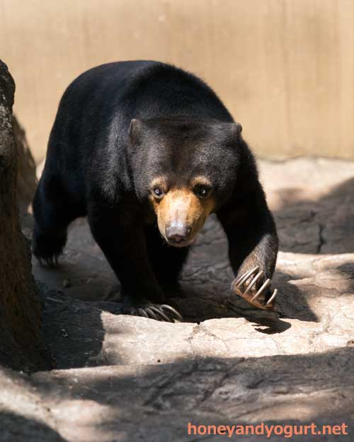 上野動物園 マレーグマ モモコ