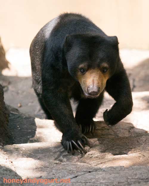 上野動物園 マレーグマ モモコ
