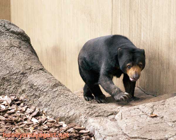 上野動物園 マレーグマ モモコ