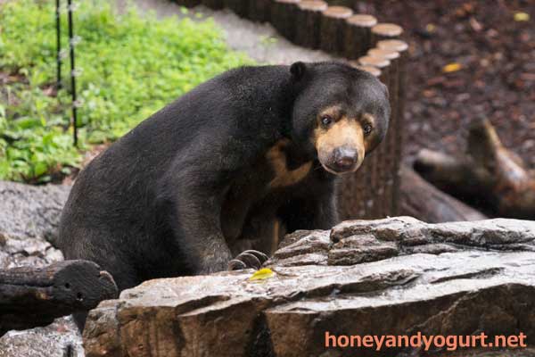 上野動物園 マレーグマ モモコ