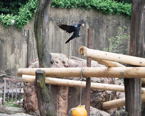 上野動物園 マレーグマ舎