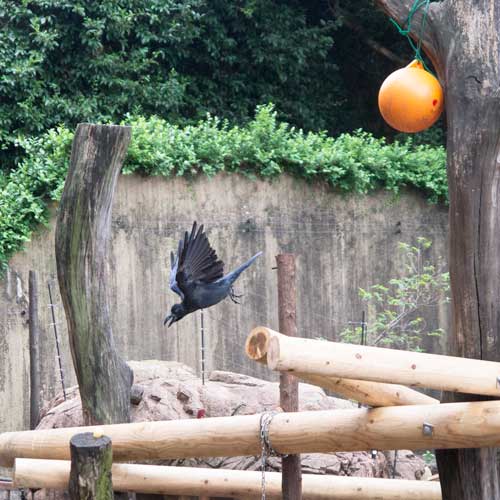 上野動物園 マレーグマ舎