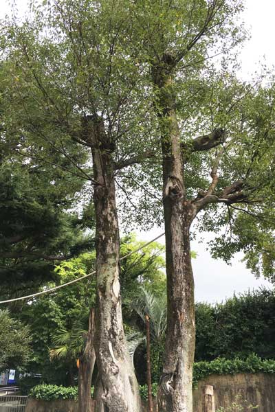上野動物園 マレーグマ舎