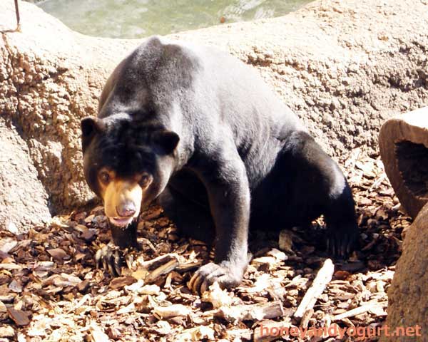 上野動物園　マレーグマ　アズマ