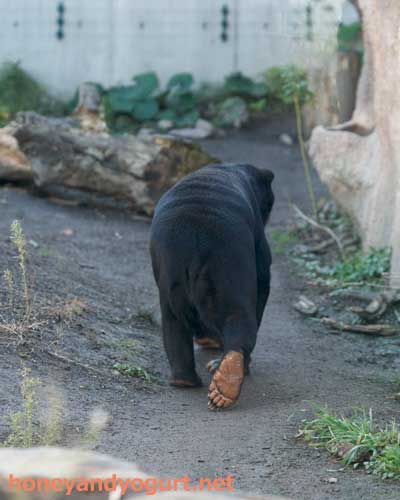 円山動物園 マレーグマ ハッピイ