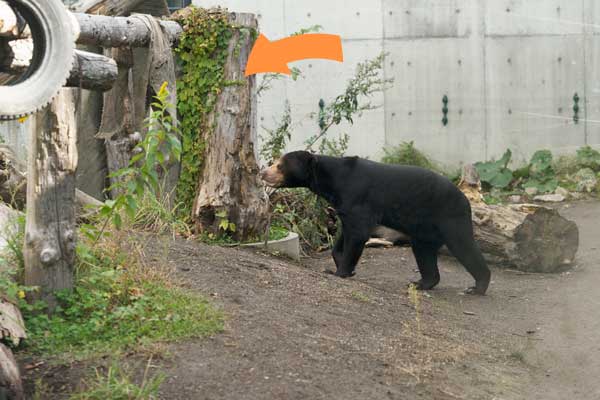 円山動物園 マレーグマ ハッピイ